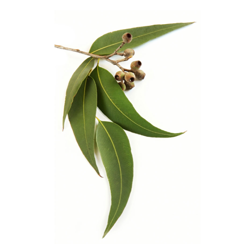 dōTERRA Eucalyptus Essential Oil - 15ml - Green Shop Online