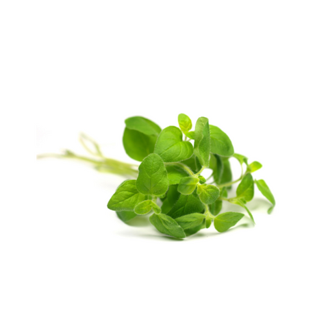 **OOS**dōTERRA Oregano Essential Oil - 15ml - Green Shop Online