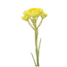 dōTERRA Helichrysum Essential Oil - 5ml