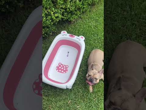 Pet Bath and Grooming Pack