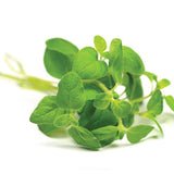 dōTERRA Basil Essential Oil - 15ml - Green Shop Online
